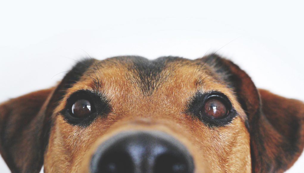 closeup of dog's face