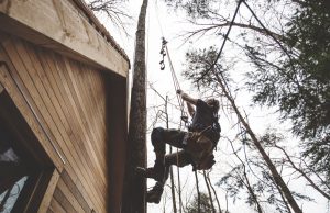 man climbing in tree