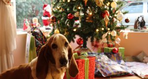 hamburg: a dog in front of a christmas tree and presents