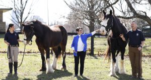 Pet News: three people with clydesdales