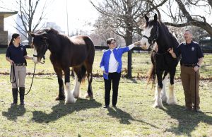 Pet News: three people with clydesdales