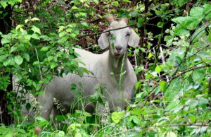 Neighborhood Goats: a goat in brush