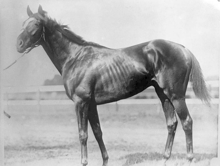Sir Barton: black and white picture of a horse