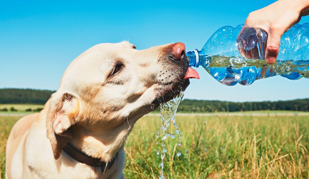 Pet: dog drinking out of a water bottle