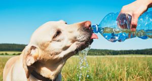 Pet: dog drinking out of a water bottle