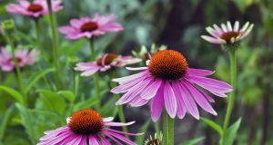 Garden: Echinacea is an ancient medicinal plant used by the North American Indians for colds, coughs, sore throats and tonsillitis. Even today, Echinacea angustifolia is used internally against respiratory and urinary tract infections and externally for the treatment of poorly healing wounds.