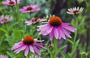 Garden: Echinacea is an ancient medicinal plant used by the North American Indians for colds, coughs, sore throats and tonsillitis. Even today, Echinacea angustifolia is used internally against respiratory and urinary tract infections and externally for the treatment of poorly healing wounds.