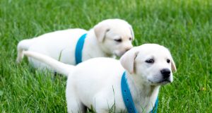 Pet Bluegrass Care Navigators: two puppies running in the grass