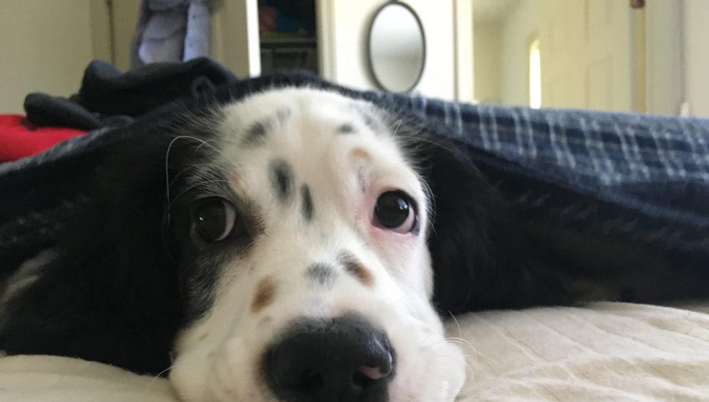 Pet: a dog sticking his head out of the sheets