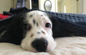 Pet: a dog sticking his head out of the sheets